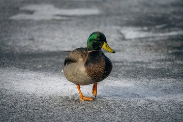Solo shot of a Duck