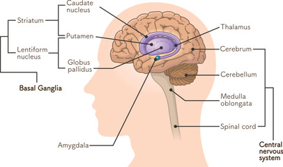 central nervous system、brain、cerebrum、cerebellum、basal ganglia、illustration