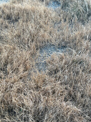dry plants in the desert in winter