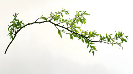 Fototapeta premium A graceful branch with vibrant green leaves extends against a stark white background. The image evokes serenity and the beauty of nature's simplicity.