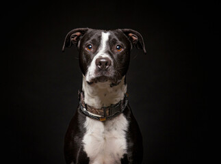 cute dog on an isolated background in a studio shot