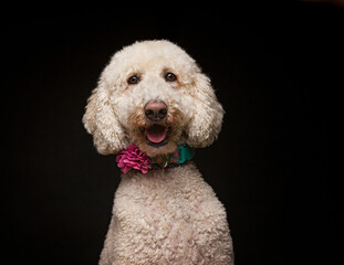 cute dog on an isolated background in a studio shot
