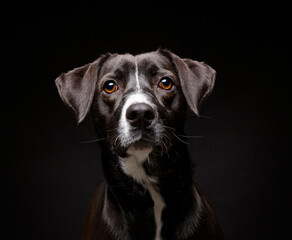 cute dog on an isolated background in a studio shot