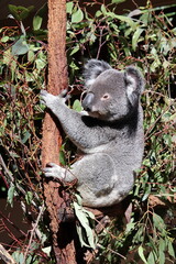 Koala on eucalyptus tree in Lone Pine Koala Sanctuary, Brisbane, Australia