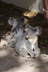 Two koalas in Lone Pine Koala Sanctuary, Brisbane, Australia