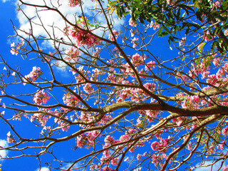 A beautiful Ipê Rosa tree on a beautiful sunny day