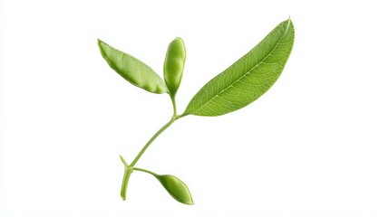 Fototapeta premium Green leaf isolated on white background. Clipping path included for easy editing