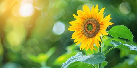 Obraz premium A vibrant sunflower stands tall against a blurred green background, radiating warmth and beauty.