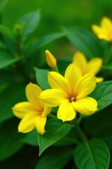 Yellow Champakan flowers in full bloom on a lush green background, garden, champak, gardenia