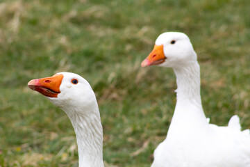Ducks