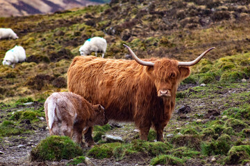 Mother and Baby Highland Cows
