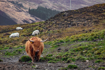 Highland Cow in the Hills