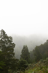 Through the Fog: A Mystical Forest Journey