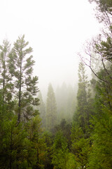 Fototapeta premium Through the Fog: A Mystical Forest Journey