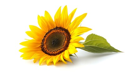 Obraz premium Sunflower flower with leaves on white background with space for text