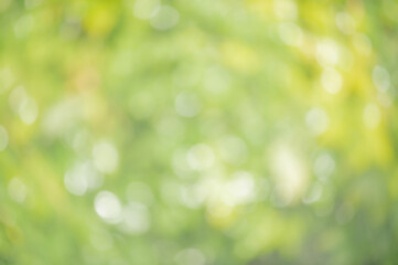 Obraz premium Natural background defocus light green. Blurred greenery