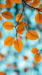 Obraz premium Close-up of golden autumn leaves against a soft blue background, showcasing the beauty of nature during the fall season with blurred bokeh effect.