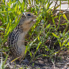 Thirteen-lined ground squirrel also called striped gopher found in Northern America prairie and grasslands.