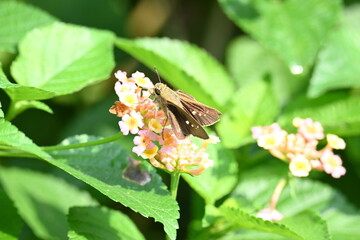 Pelopidas mathias butterfly. Its other names  dark small branded swift, small branded...