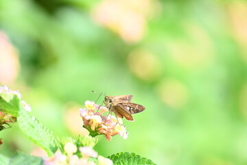 Pelopidas mathias butterfly. Its other names  dark small branded swift, small branded swift, lesser millet skipper and  black branded swift. This is a butterfly belonging to the family Hesperiidae. 