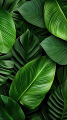 Lush green tropical leaves in a close-up shot, showcasing vibrant green textures and intricate details, highlighting the beauty of nature in an artistic and natural composition.