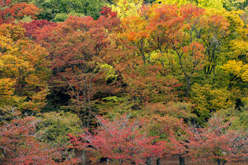 Autumn Leaves in Japan.