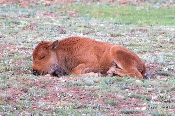 Young calf, American Plains Bison (bison bison bison) sleeping in grassy meadow. At Grand Canyon's North Rim.  © dhayes