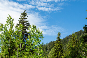 Forest summer landscape scene dense forest trees in the valley in summer weather nature