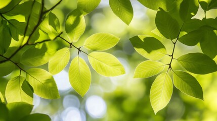 Obraz premium Lush Green Leaves Illuminated by Soft Sunlight, Creating a Serene and Tranquil Atmosphere in a Natural Forest Setting with Beautiful Bokeh Effect
