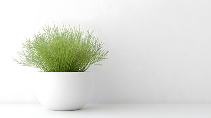 A lush green plant in a simple white pot sits against a minimalist white wall.  The image evokes serenity and clean design aesthetics.