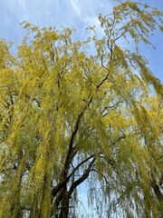 weeping widow tree