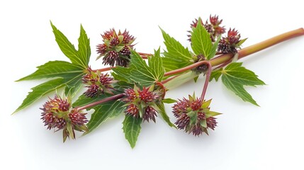 Close up of the flowers on the tree, isolated on white background