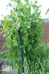 Vibrant Green Pea Plants Growing on a Garden Trellis