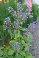 Close-Up of Vibrant Blue Borage Flowers in a Garden!