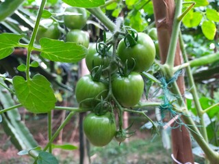 green tomatoes on the vine in Bangladesh 