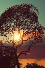 Witnessing the breathtaking sunset through the silhouette of a majestic tree is truly magical