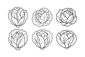 Radicchio (Cichorium intybus var. foliosum) design, labeled line art vector illustration