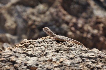 Outback QLD 