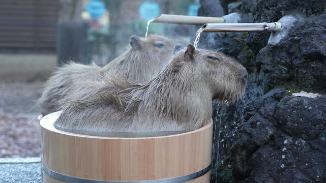 カピバラページ カピバラ