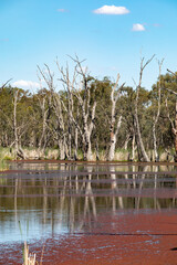 Serene water, trees at a swamp along the Murray River,  Australia