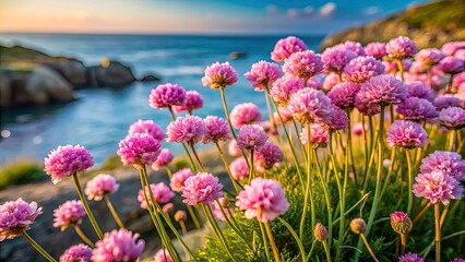 Obraz premium Sea Thrift Bloom Photography: Stunning Candid Images of Armeria Maritima in Full Flower