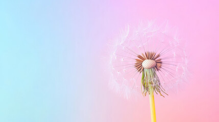 Dandelion clock with missing seeds against pastel gradient background, symbolizing fleeting moments and nature beauty