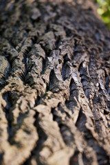 An upclose view of beautifully textured tree bark illuminated by natural sunlight