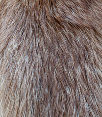 fur texture background
