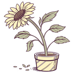 sunflower-in-pot-on-white-background