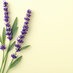 Obraz premium Lavender sprigs with purple blossoms on soft yellow background