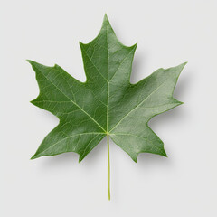 Fototapeta premium single green maple leaf with detailed veins and texture