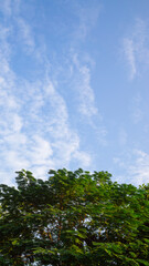 Sunny sky over trees and a peaceful meadow