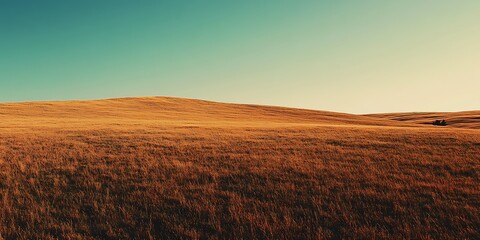 Fototapeta premium Golden field under clear sky, sunset landscape, serene nature, background for websites