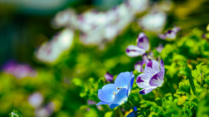 ネモフィラの花畑